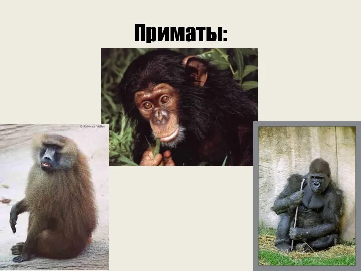 Приматы: