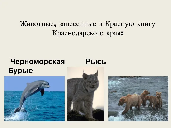 Животные, занесенные в Красную книгу Краснодарского края: Черноморская Рысь Бурые Афалина медведи