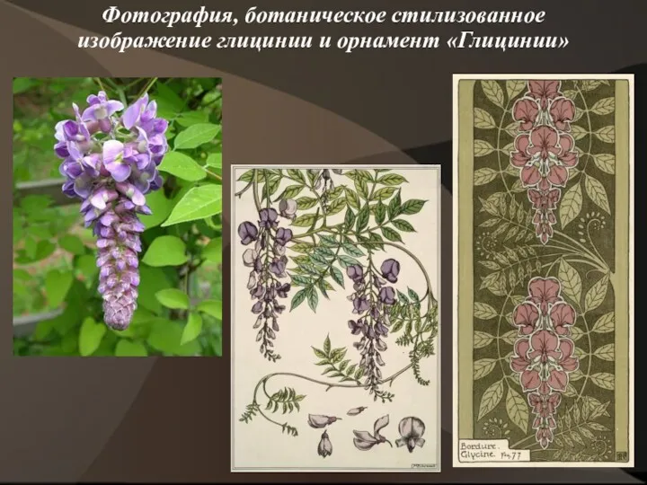 Фотография, ботаническое стилизованное изображение глицинии и орнамент «Глицинии»