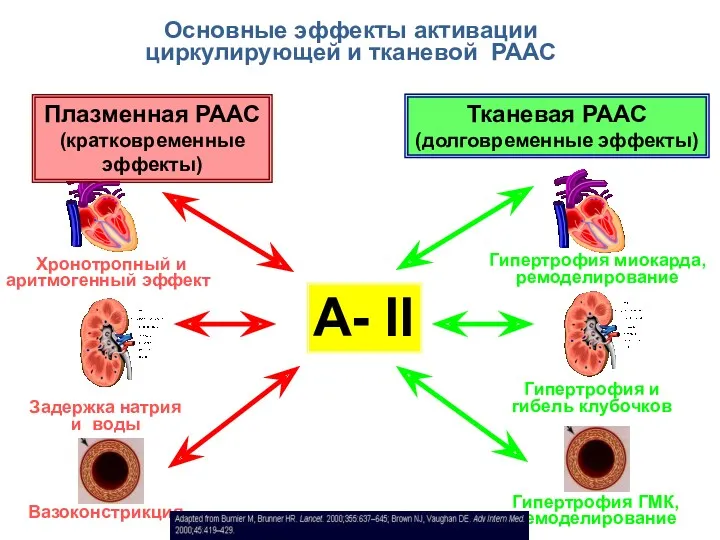 А- II Хронотропный и аритмогенный эффект Задержка натрия и воды Вазоконстрикция Гипертрофия миокарда,