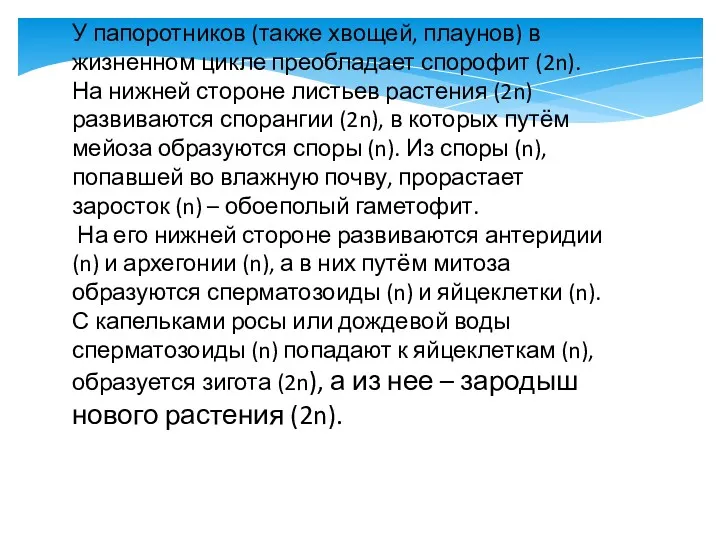 У папоротников (также хвощей, плаунов) в жизненном цикле преобладает спорофит