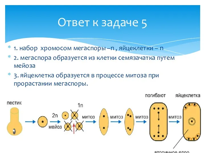 1. набор хромосом мегаспоры –n , яйцеклетки – n 2.