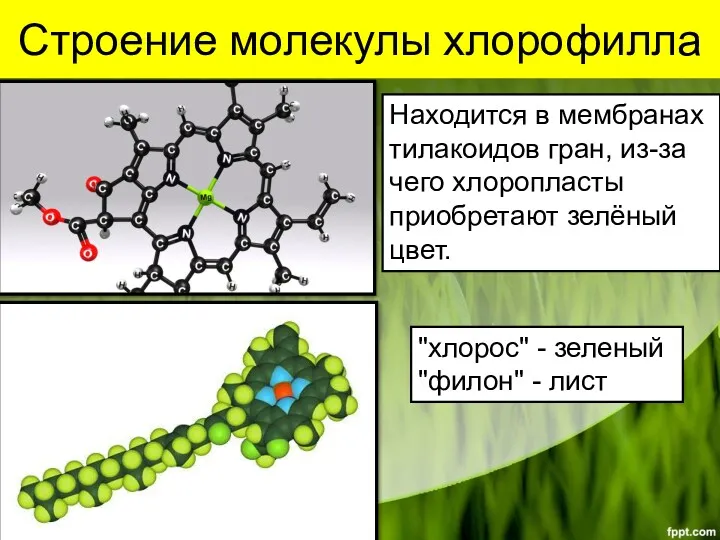 Строение молекулы хлорофилла Находится в мембранах тилакоидов гран, из-за чего хлоропласты приобретают зелёный