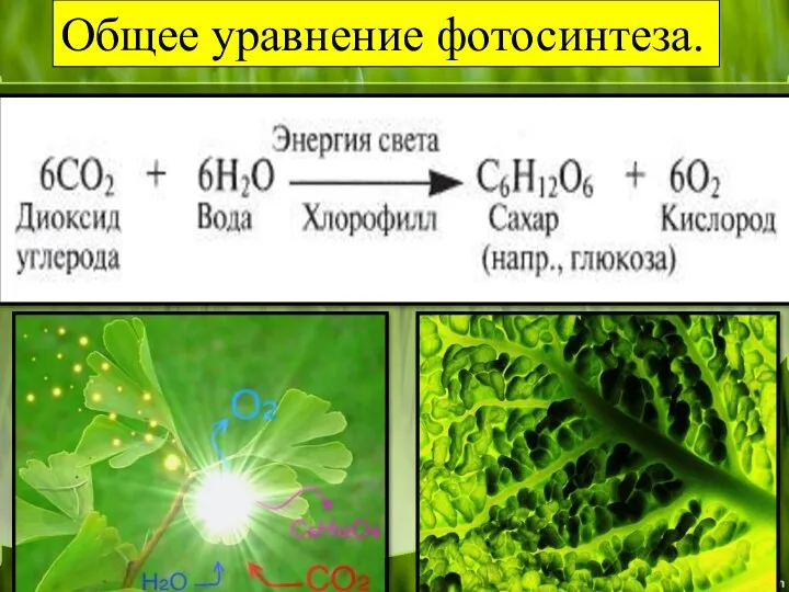 Общее уравнение фотосинтеза.