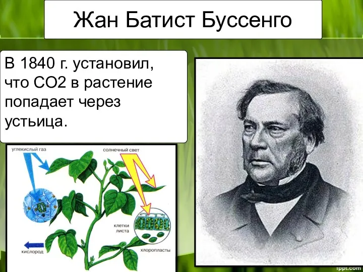 Жан Батист Буссенго В 1840 г. установил, что СО2 в растение попадает через устьица.