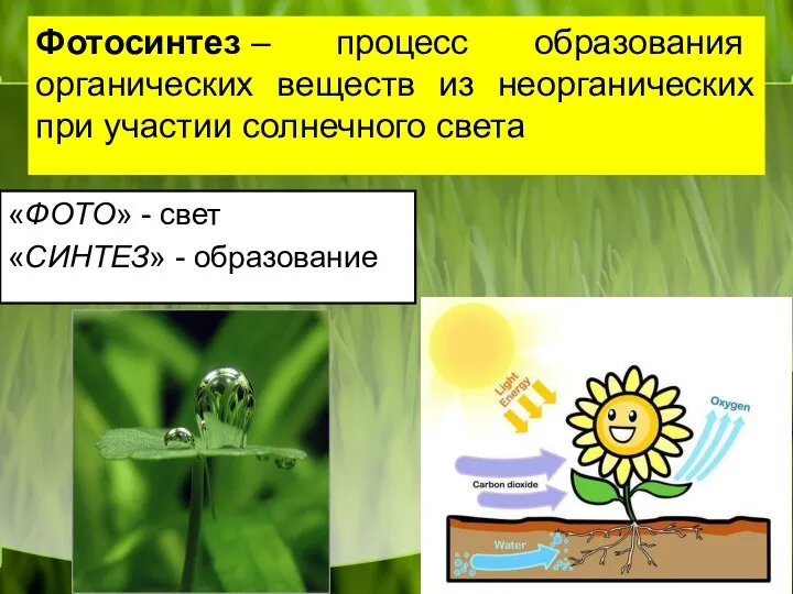 Фотосинтез – процесс образования органических веществ из неорганических при участии солнечного света «ФОТО»