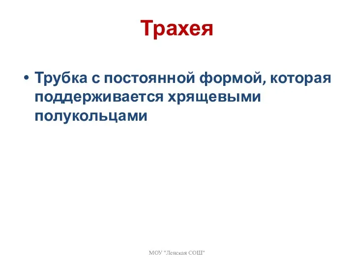 Трахея Трубка с постоянной формой, которая поддерживается хрящевыми полукольцами МОУ "Ленская СОШ"