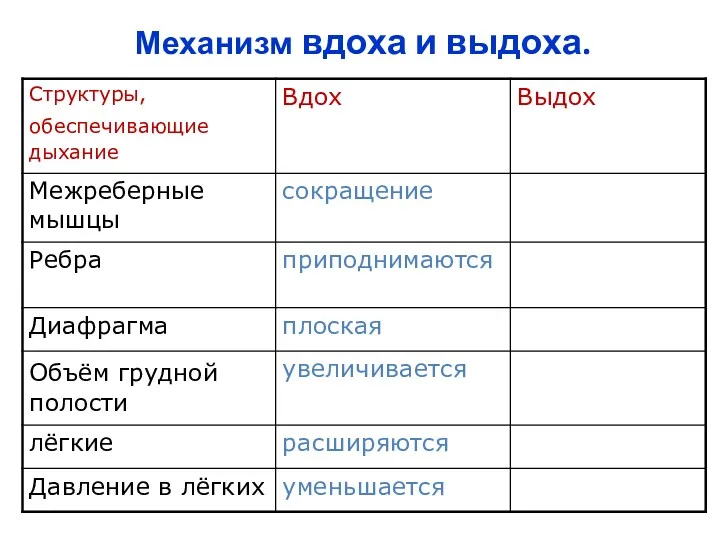 Механизм вдоха и выдоха.