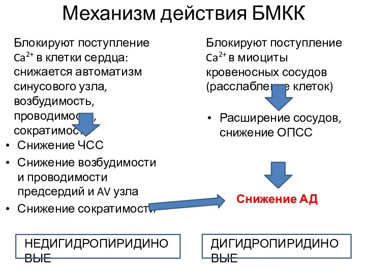 Механизм действия БМКК Блокируют поступление Ca2+ в клетки сердца: снижается