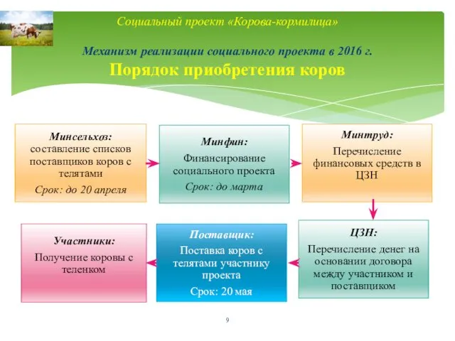 Социальный проект «Корова-кормилица» Механизм реализации социального проекта в 2016 г. Порядок приобретения коров