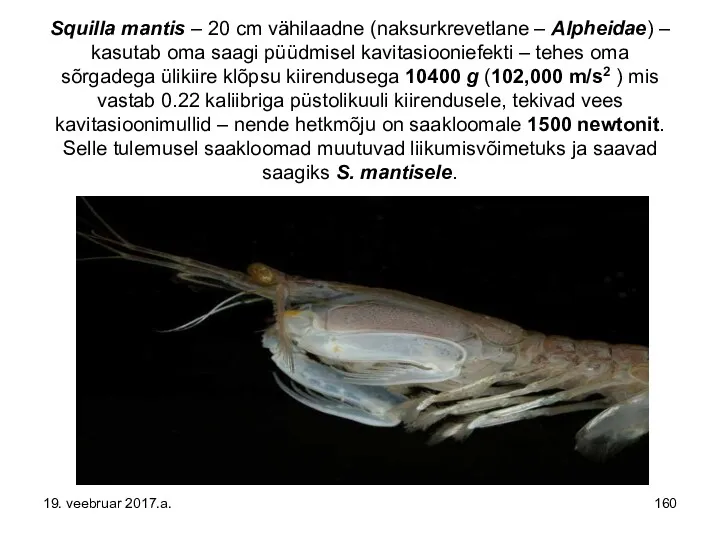 Squilla mantis – 20 cm vähilaadne (naksurkrevetlane – Alpheidae) –