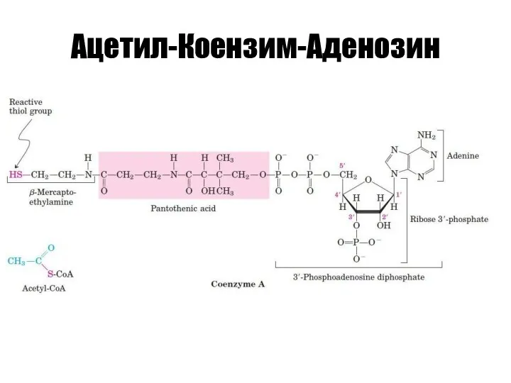 Ацетил-Коензим-Аденозин