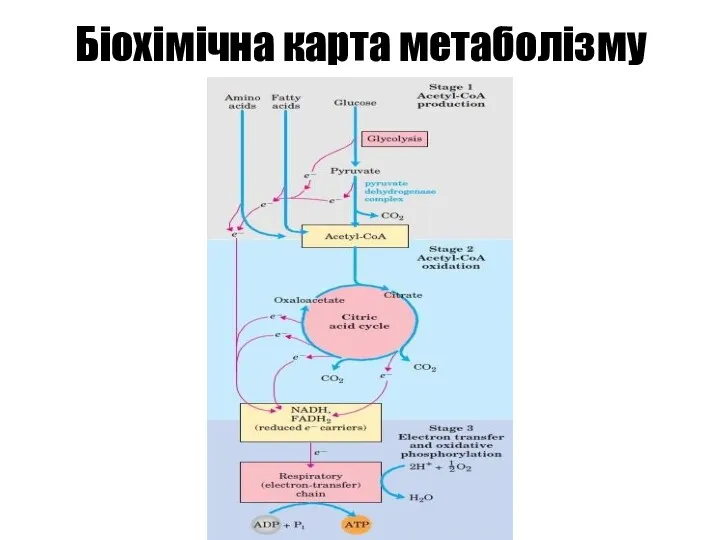 Біохімічна карта метаболізму