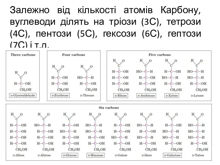 Залежно від кількості атомів Карбону, вуглеводи ділять на тріози (3С),