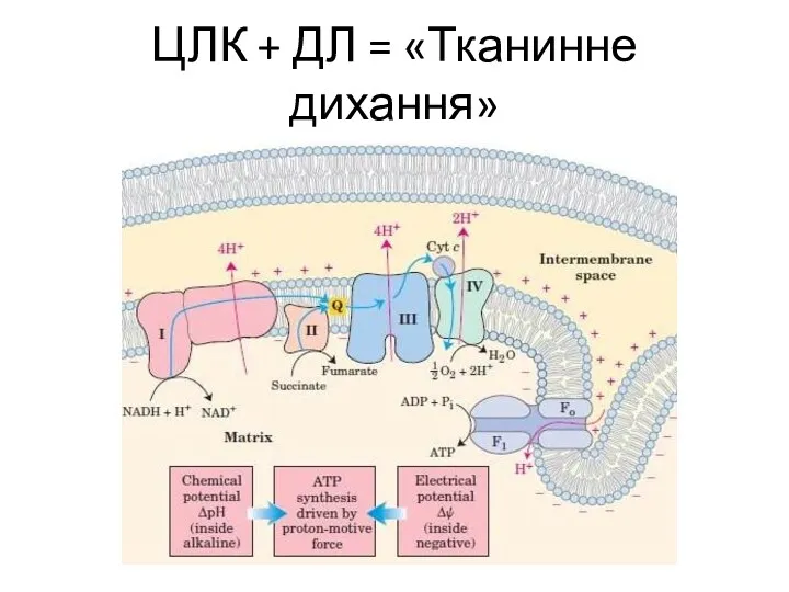 ЦЛК + ДЛ = «Тканинне дихання»