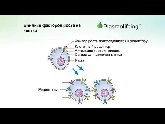 Влияние факторов роста на клетки Фактор роста присоединяется к рецептору