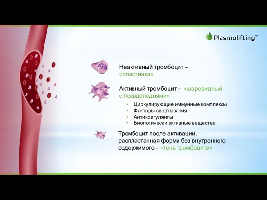 Неактивный тромбоцит – «пластинка» Активный тромбоцит – «шаровидный с псевдоподиями»