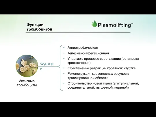 Ангиотрофическая Адгезивно-агрегационная Участие в процессе свертывания (остановка кровотечения) Обеспечение ретракции кровяного сгустка Реконструкция