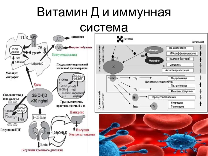 Витамин Д и иммунная система