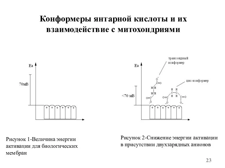 Конформеры янтарной кислоты и их взаимодействие с митохондриями Рисунок 1-Величина