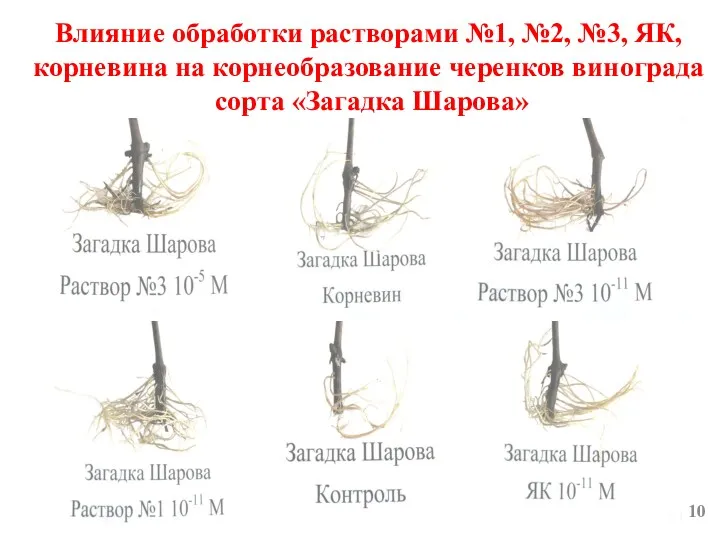 Влияние обработки растворами №1, №2, №3, ЯК, корневина на корнеобразование черенков винограда сорта «Загадка Шарова»