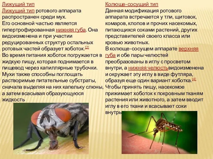 Лижущий тип Лижущий тип ротового аппарата распространен среди мух. Его