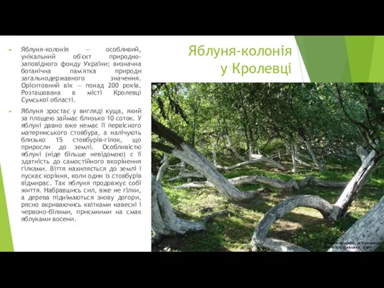 Яблуня-колонія у Кролевці Яблуня-колонія — особливий, унікальний об'єкт природно-заповідного фонду