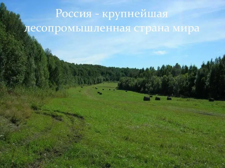 Россия - крупнейшая лесопромышленная страна мира