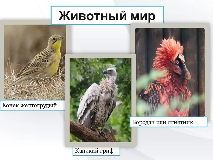 Капский гриф Конек желтогрудый Животный мир Бородач или ягнятник