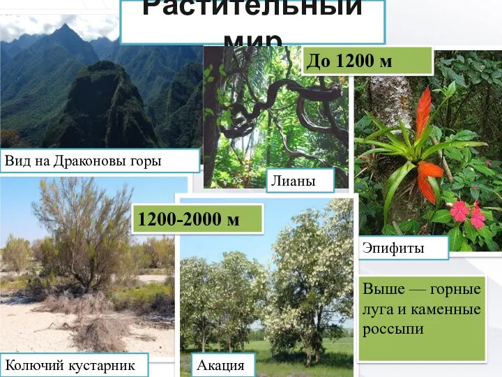 Растительный мир Эпифиты До 1200 м Колючий кустарник Вид на