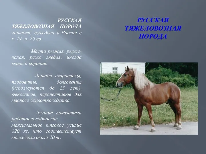 РУССКАЯ ТЯЖЕЛОВОЗНАЯ ПОРОДА РУССКАЯ ТЯЖЕЛОВОЗНАЯ ПОРОДА лошадей, выведена в России