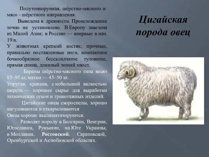 Цигайская порода овец Полутонкорунная, шёрстно-мясного и мясо - шёрстного направления.
