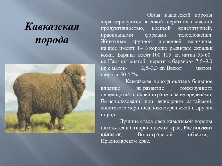 Кавказская порода Овцы кавказской породы характеризуются высокой шерстной и мясной