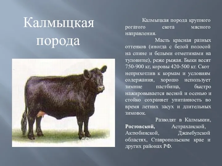 Калмыцкая порода крупного рогатого скота мясного направления. Масть красная разных