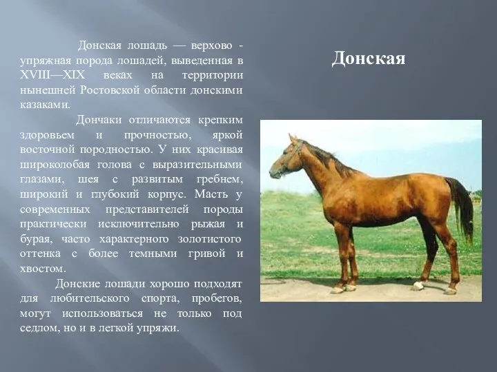 Донская Донская лошадь — верхово - упряжная порода лошадей, выведенная