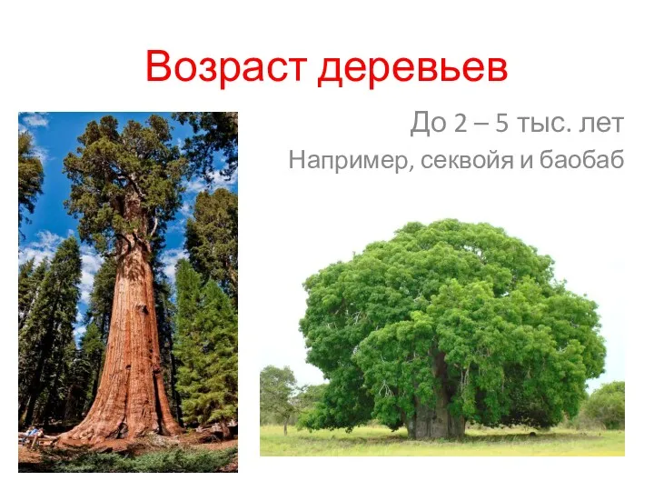 Возраст деревьев До 2 – 5 тыс. лет Например, секвойя и баобаб