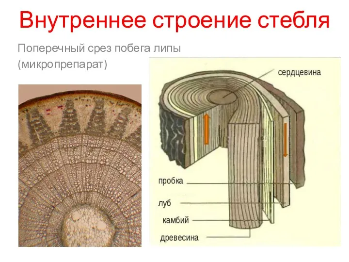 Внутреннее строение стебля Поперечный срез побега липы (микропрепарат)