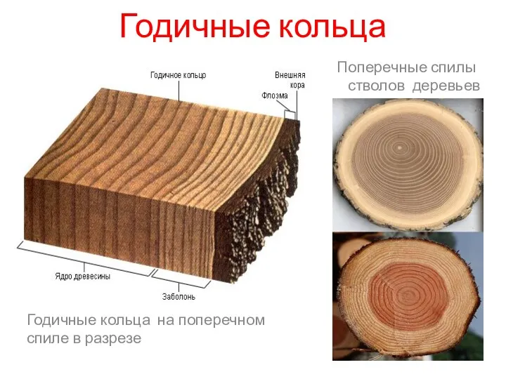 Годичные кольца Поперечные спилы стволов деревьев Годичные кольца на поперечном спиле в разрезе