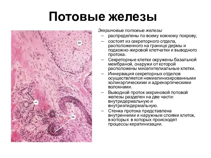 Потовые железы Эккриновые потовые железы распределены по всему кожному покрову,