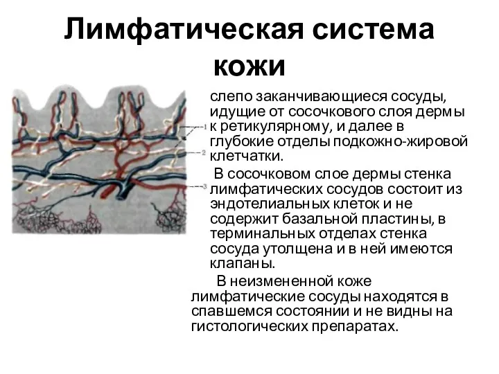 Лимфатическая система кожи слепо заканчивающиеся сосуды, идущие от сосочкового слоя