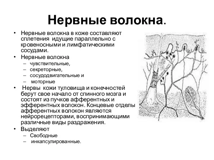 Нервные волокна. Нервные волокна в коже составляют сплетения идущие параллельно