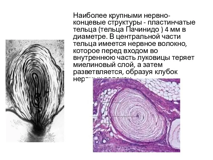 Наиболее крупными нервно-концевые структуры - пластинчатые тельца (тельца Пачинидо )