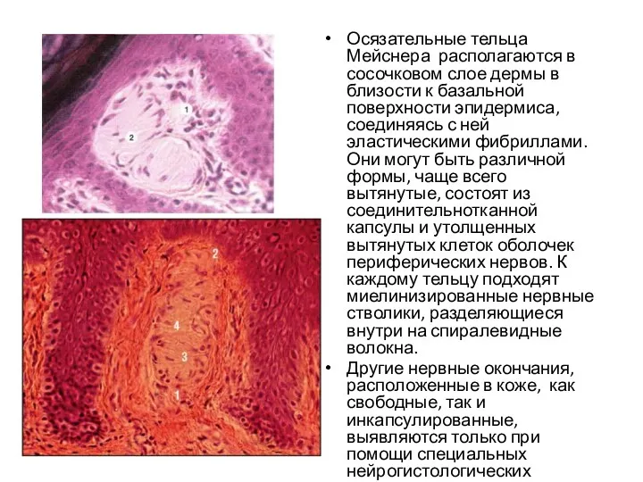 Осязательные тельца Мейснера располагаются в сосочковом слое дермы в близости