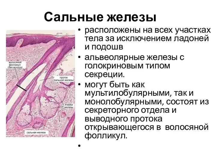 Сальные железы расположены на всех участках тела за исключением ладоней