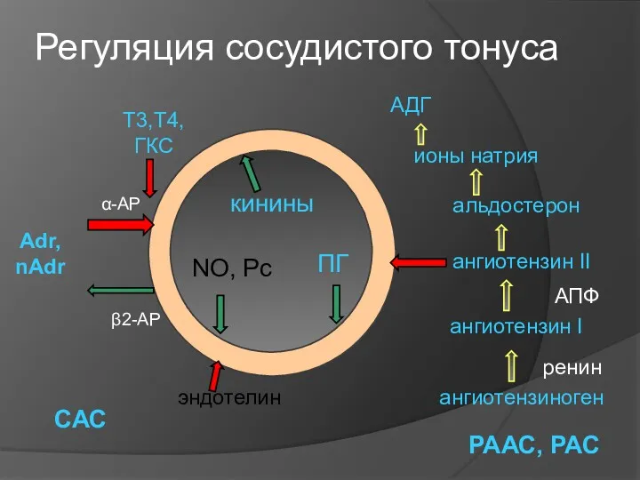 Регуляция сосудистого тонуса Adr, nAdr ангиотензиноген ангиотензин I ангиотензин II