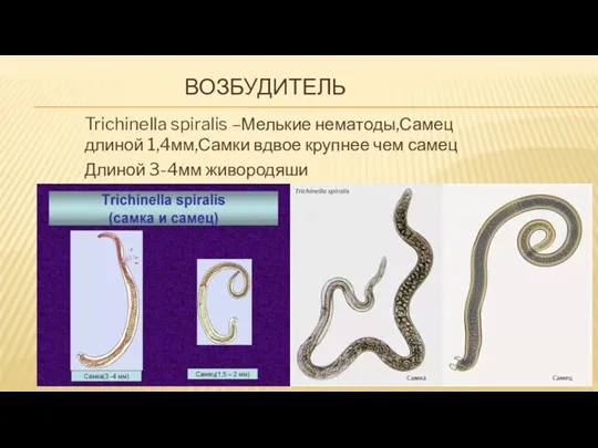 ВОЗБУДИТЕЛЬ Trichinella spiralis –Мелькие нематоды,Самец длиной 1,4мм,Самки вдвое крупнее чем самец Длиной 3-4мм живородяши