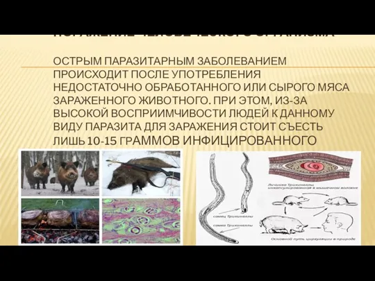 ПОРАЖЕНИЕ ЧЕЛОВЕЧЕСКОГО ОРГАНИЗМА ОСТРЫМ ПАРАЗИТАРНЫМ ЗАБОЛЕВАНИЕМ ПРОИСХОДИТ ПОСЛЕ УПОТРЕБЛЕНИЯ НЕДОСТАТОЧНО