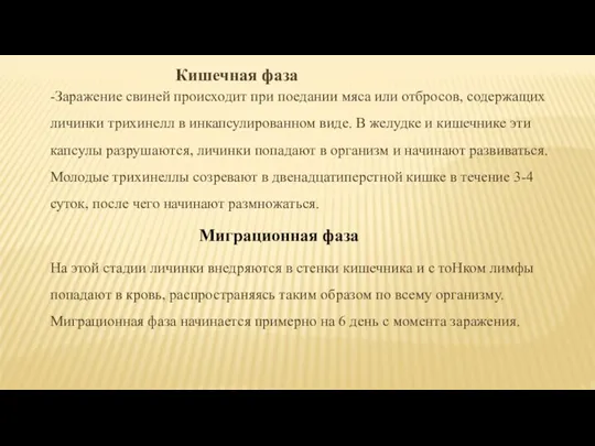 Кишечная фаза -Заражение свиней происходит при поедании мяса или отбросов,