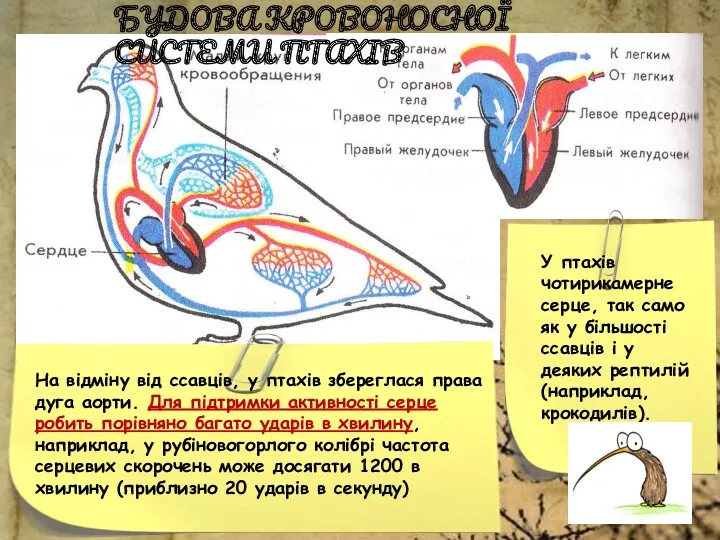 БУДОВА КРОВОНОСНОЇ СИСТЕМИ ПТАХІВ У птахів чотирикамерне серце, так само