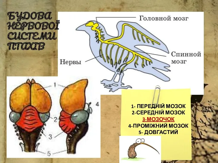 1- ПЕРЕДНІЙ МОЗОК 2-СЕРЕДНІЙ МОЗОК 3-МОЗОЧОК 4-ПРОМІЖНИЙ МОЗОК 5- ДОВГАСТИЙ БУДОВА НЕРВОВОЇ СИСТЕМИ ПТАХІВ